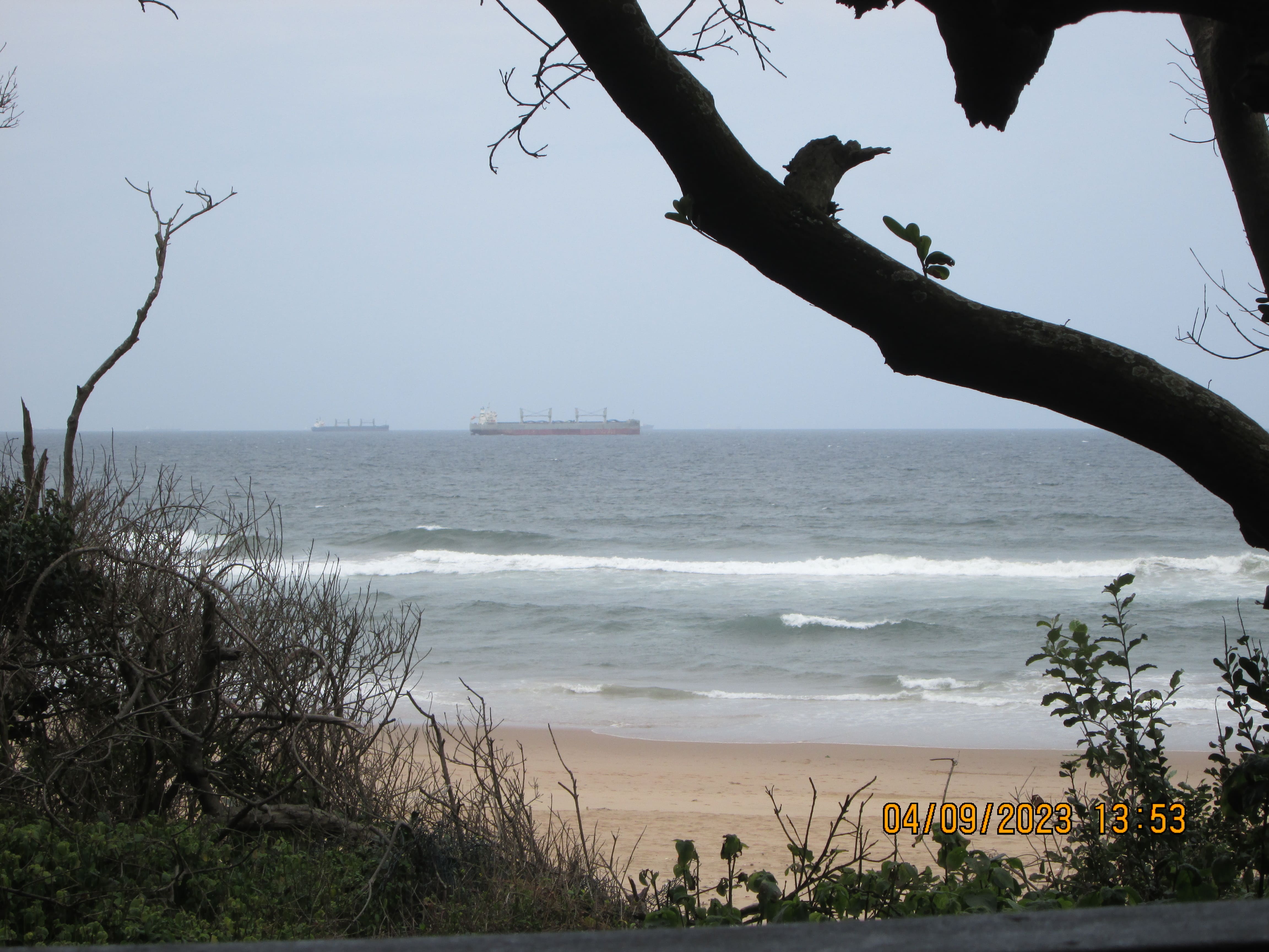 A landscape image of a beach, there is foliage and a tree branch peaking around the edges. On the ocean there is a ship.