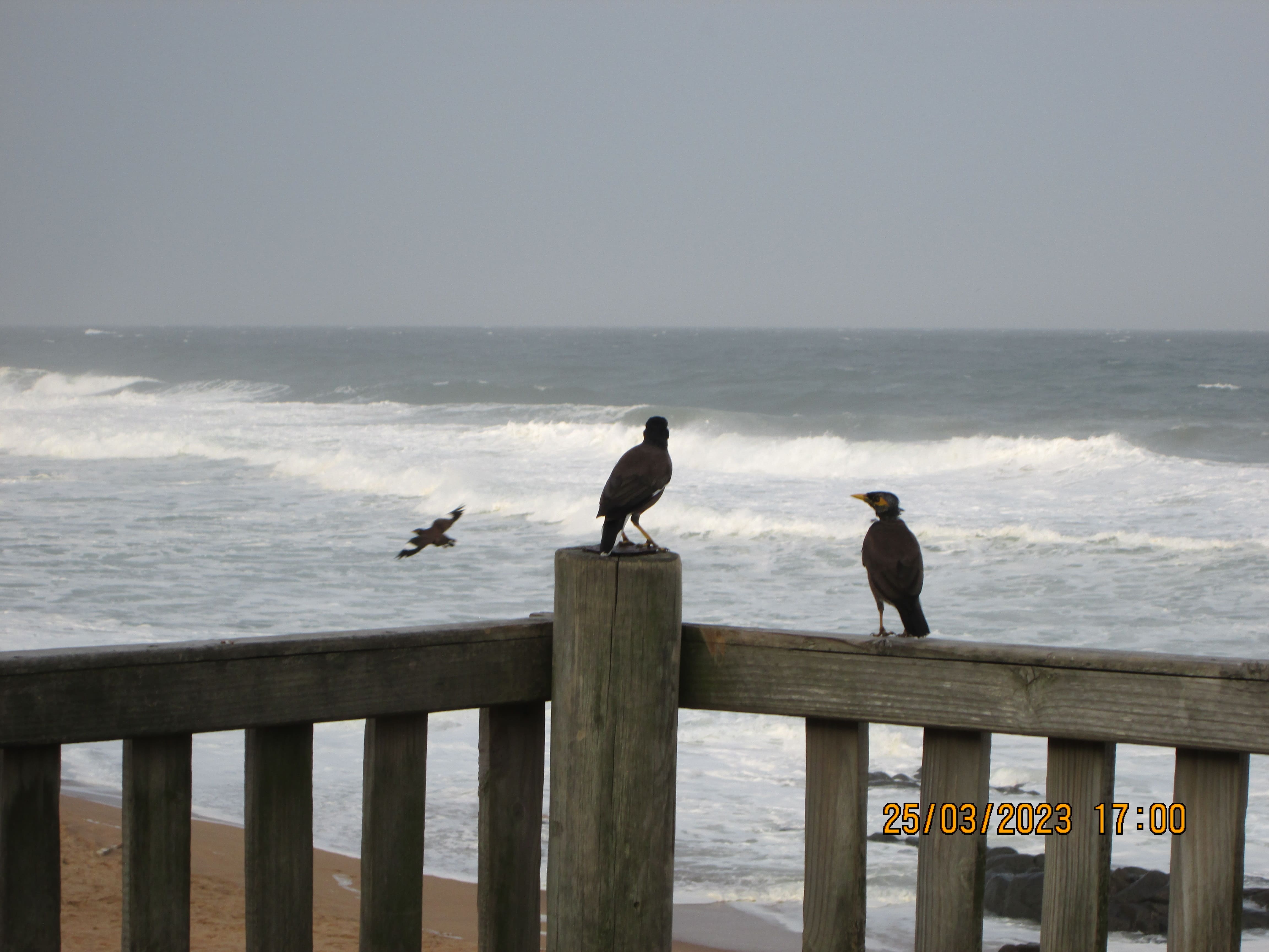 two birds sit on a wooden railing while another flies away the background is an ocean