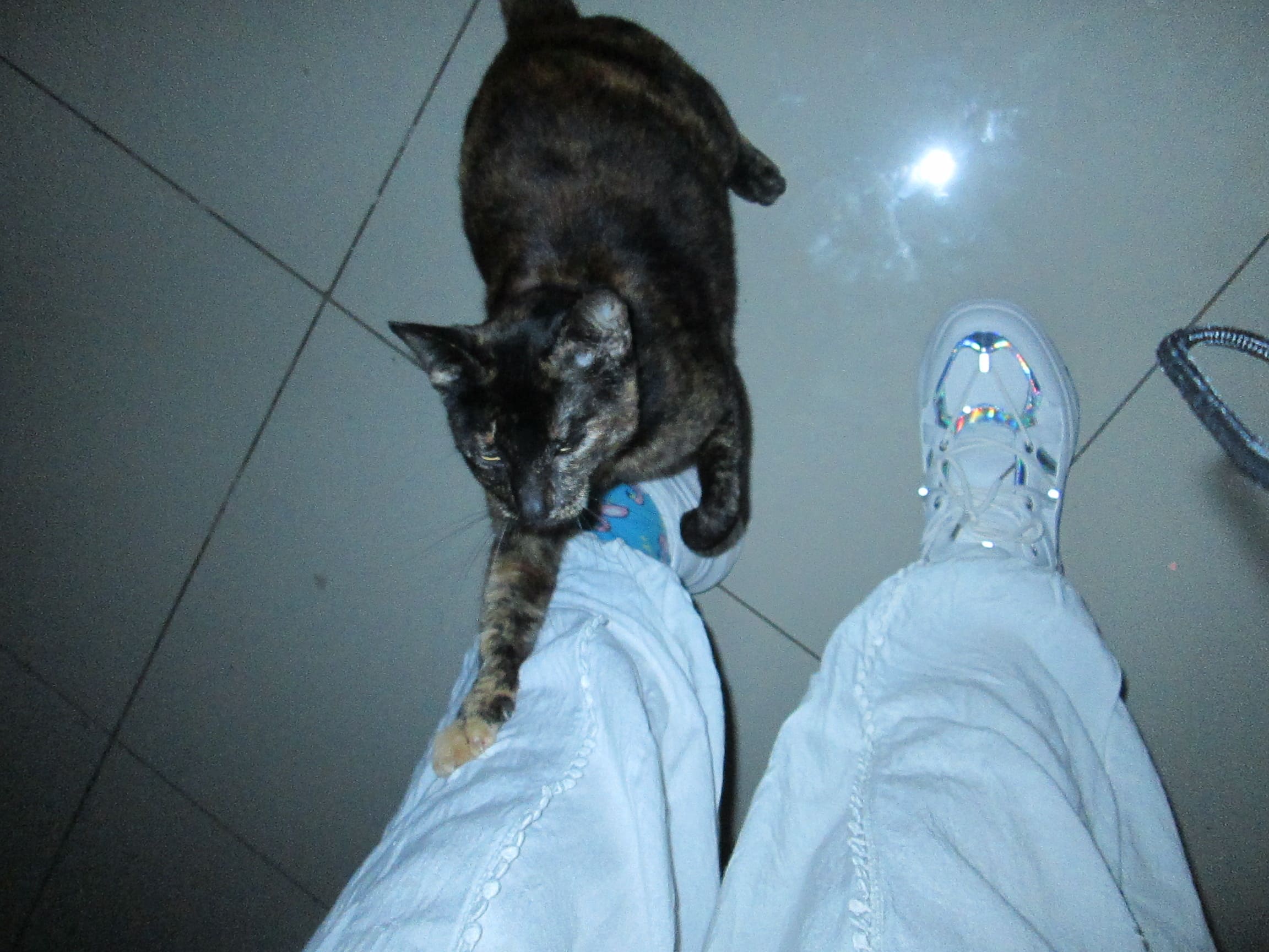 a tortoiseshell cat trying to climb up someones white pants