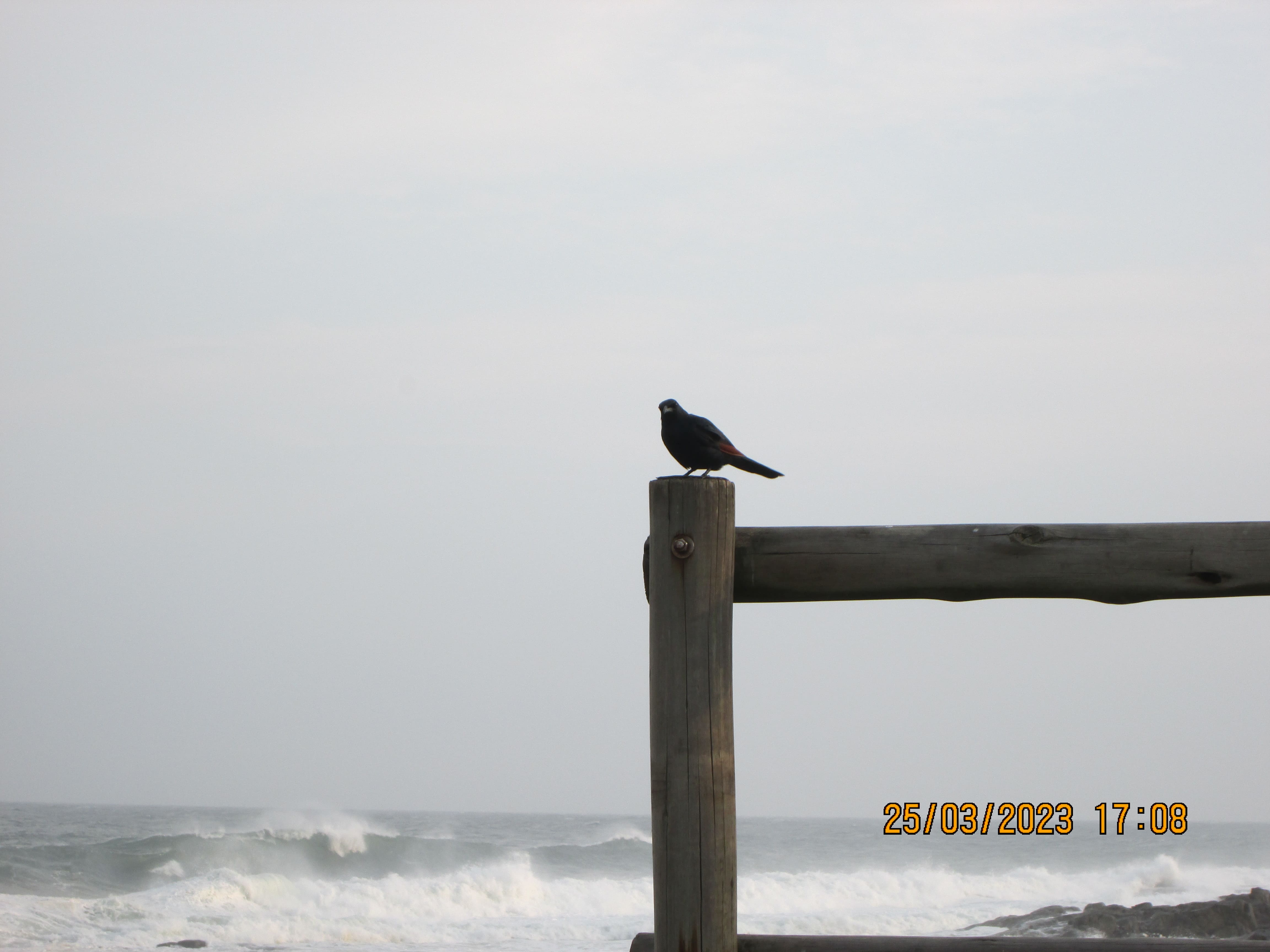 a single bird in a wooden railing on the backdrop of a blue sky
